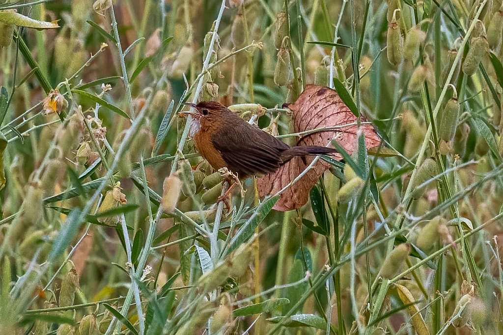 Tawny-bellied Babbler
